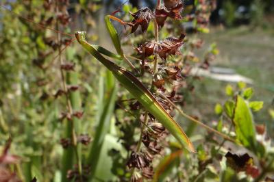 <i>Mantis religiosa</i>