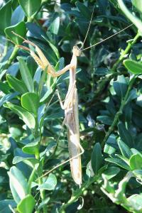<i>Mantis religiosa</i>