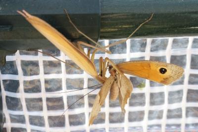 <i>Mantis religiosa</i>