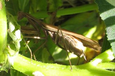 <i>Mantis religiosa</i>