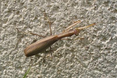 <i>Mantis religiosa</i>