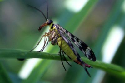 <i>Panorpa communis</i>