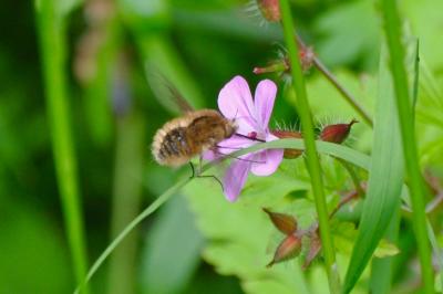 <i>Bombylius</i>