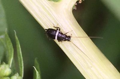 <i>Planuncus vinzi</i>