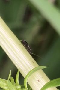 <i>Planuncus vinzi</i>