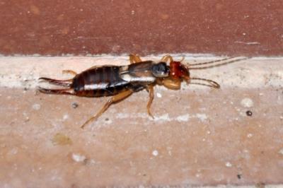 <i>Forficula auricularia</i>