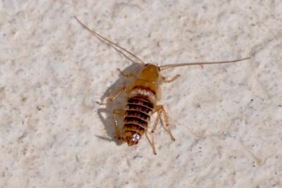 <i>Planuncus vinzi</i>