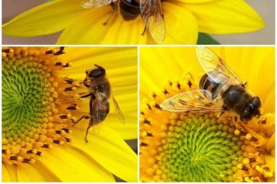 <i>Eristalis tenax</i>