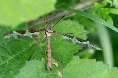 <i>Tipula maxima</i>