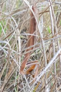 <i>Mantis religiosa</i>