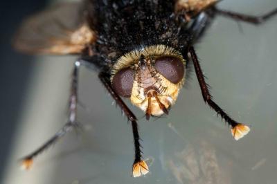 <i>Tachina grossa</i>