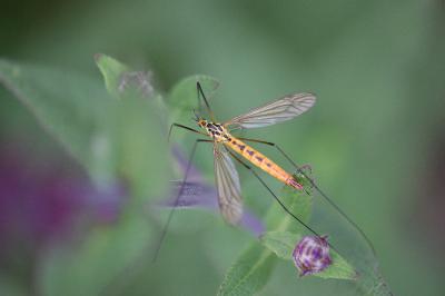 <i>Nephrotoma flavescens</i>