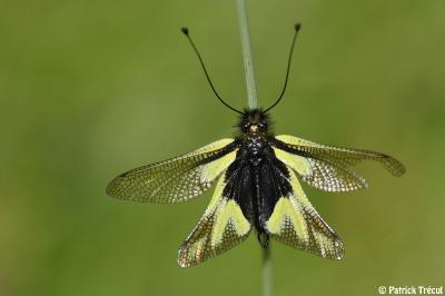 <i>Libelloides coccajus</i>
