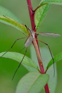 <i>Tipula paludosa</i>