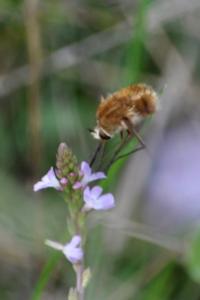 <i>Bombylius</i>