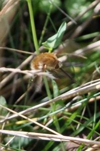 <i>Bombylius</i>