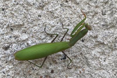 <i>Mantis religiosa</i>
