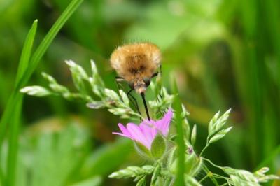 <i>Bombylius</i>