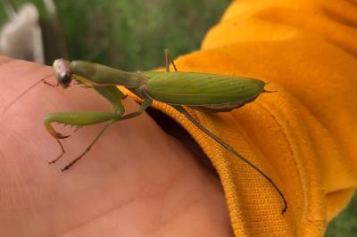 <i>Mantis religiosa</i>