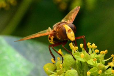 <i>Volucella zonaria</i>