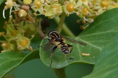 <i>Helophilus pendulus</i>