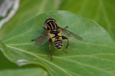 <i>Helophilus pendulus</i>
