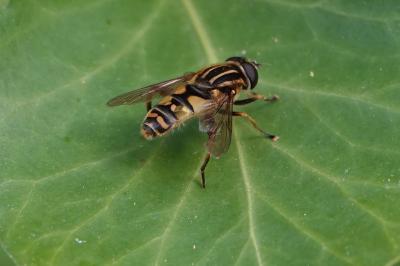 <i>Helophilus pendulus</i>