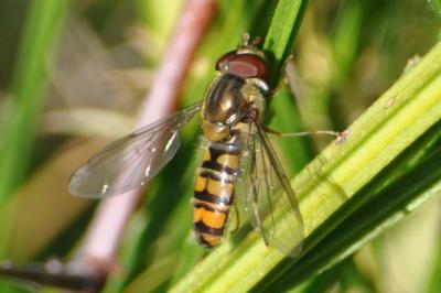<i>Episyrphus balteatus</i>