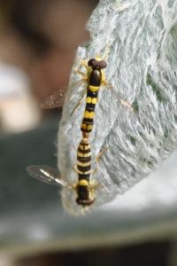 <i>Sphaerophoria scripta</i>