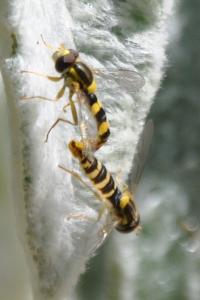 <i>Sphaerophoria scripta</i>