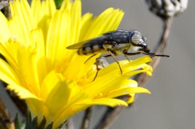 <i>Stomorhina lunata</i>