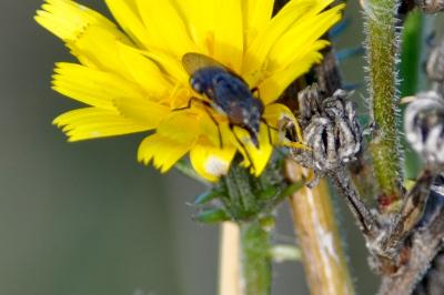 <i>Stomorhina lunata</i>
