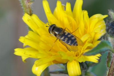 <i>Eupeodes corollae</i>