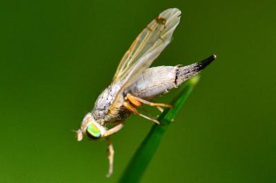 <i>Acanthiophilus helianthi</i>