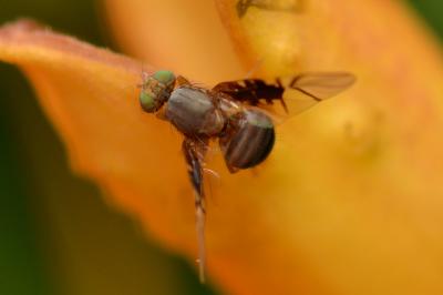 <i>Anomoia purmunda</i>
