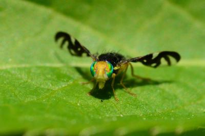 <i>Euleia heraclei</i>