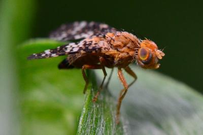 <i>Oxyna flavipennis</i>