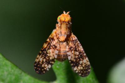 <i>Oxyna flavipennis</i>