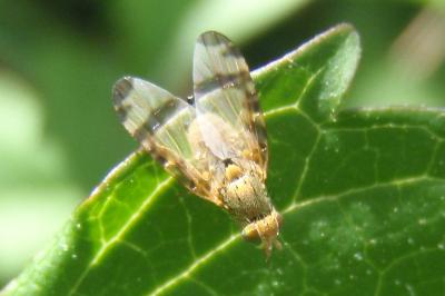<i>Sphenella marginata</i>