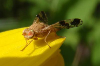 <i>Tephritis bardanae</i>