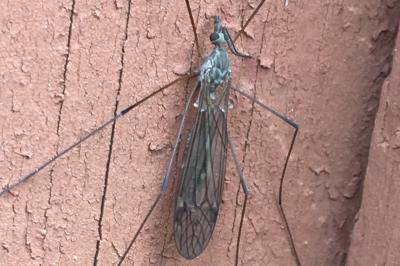 <i>Dicranomyia</i>