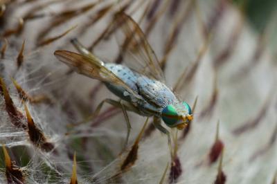 <i>Terellia longicauda</i>