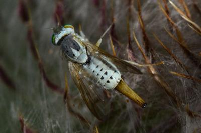 <i>Terellia longicauda</i>