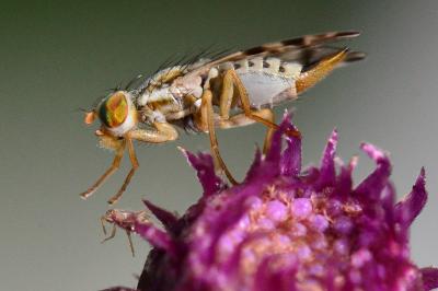 <i>Terellia ruficauda</i>