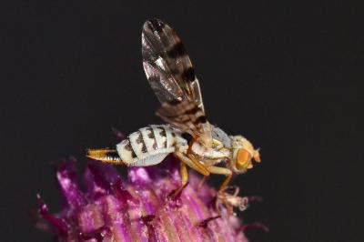 <i>Terellia ruficauda</i>