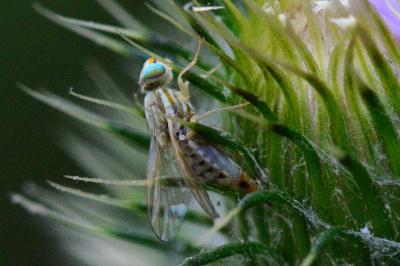 <i>Terellia serratulae</i>