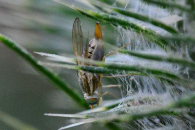 <i>Terellia serratulae</i>