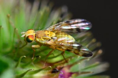 <i>Terellia tussilaginis</i>