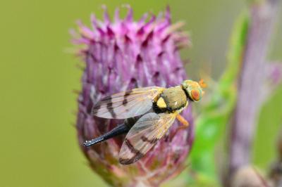 <i>Urophora stylata</i>