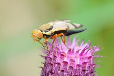<i>Urophora stylata</i>